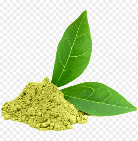 clipart leaves green tea leaf Transparent PNG images bundle