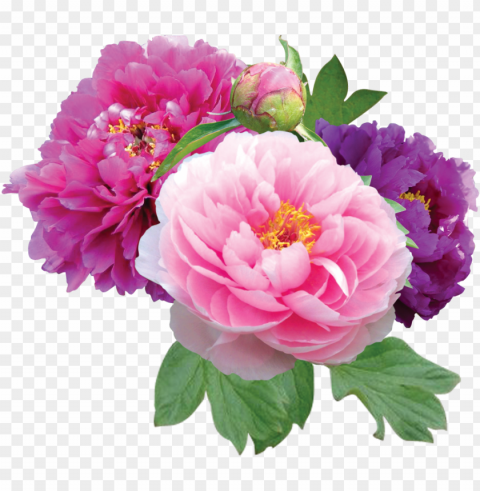 clipart - peonies Isolated Artwork on Transparent PNG