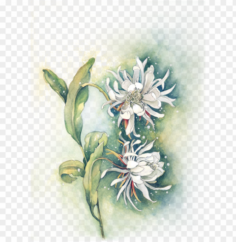 clipart royalty free edelweiss drawing watercolor PNG images for personal projects