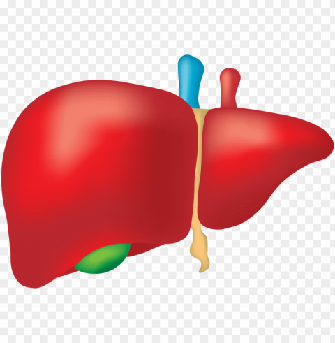 clipart canabis prevents alcohol liver - liver PNG transparent images bulk