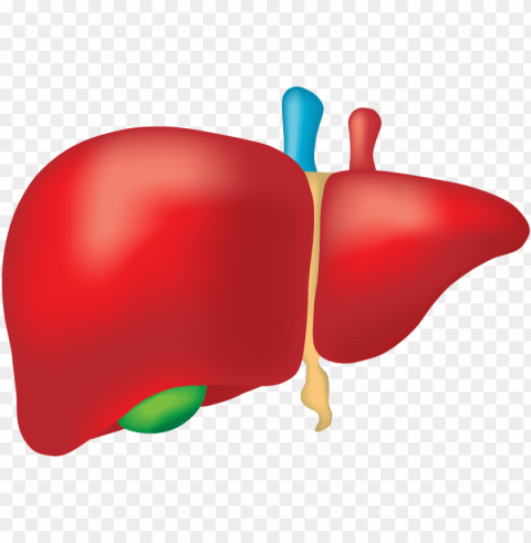 clipart canabis prevents alcohol liver - liver PNG transparent images bulk PNG transparent with Clear Background ID ad6d5f48