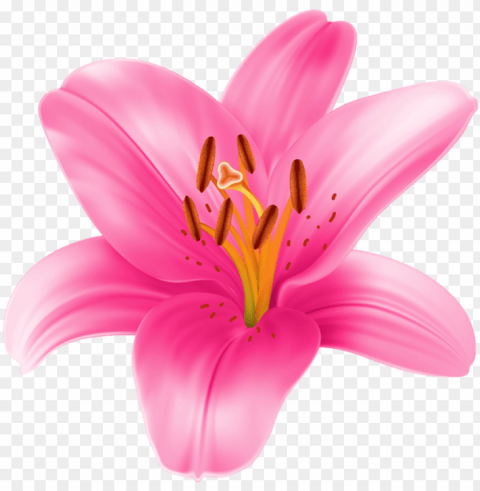 Cliparts Stargazer Lilly - Pink Lily Flower PNG Transparent Photos Vast Variety