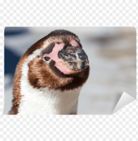 closeup of a cute young humboldt penguin looking into - humboldt pengui PNG images with cutout