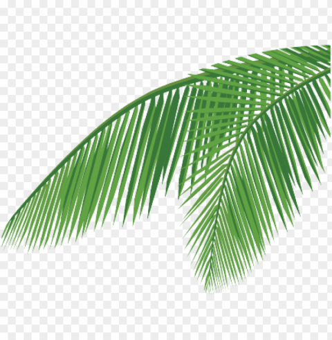 coconut leaf - coconut leaf vector PNG Isolated Illustration with Clear Background