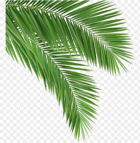 coconut leaf - coconut tree leaves PNG transparent designs