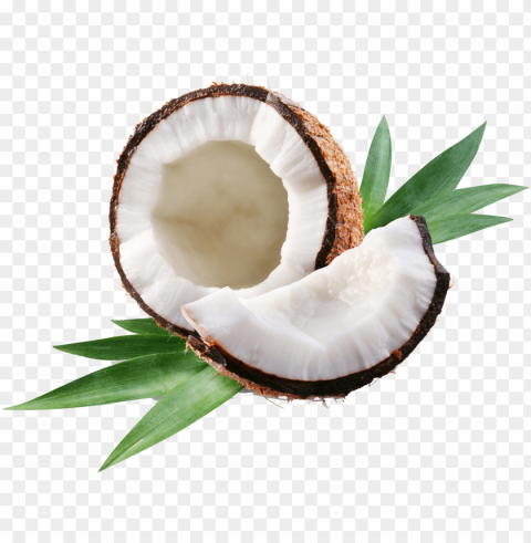coconut oil teach me everything i need Isolated Artwork in HighResolution Transparent PNG