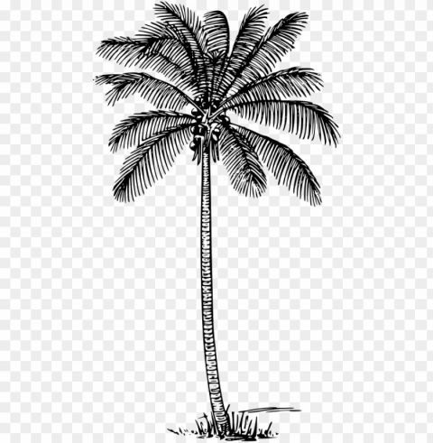 coconut palm clip art - coconut tree outline Isolated Object in Transparent PNG Format