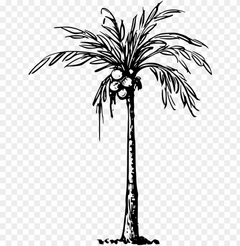 coconut palm svg black and white download - clip art of coconut tree Transparent Background PNG Isolated Icon