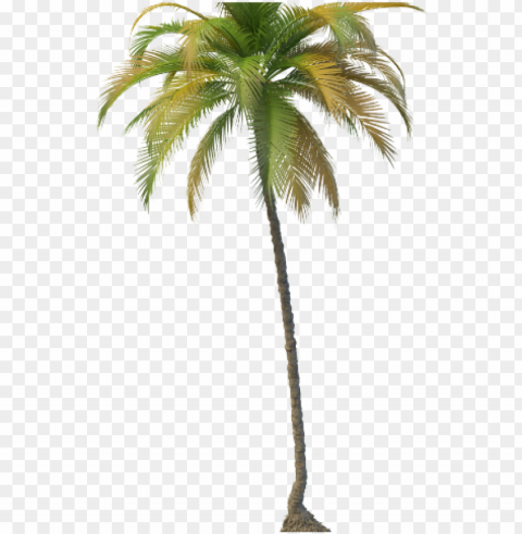 coconut tree - coconut tree PNG with clear transparency