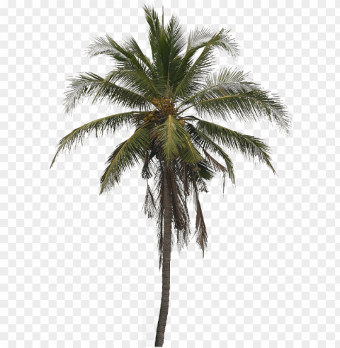 coconut tree images - coconut tree free download Transparent design PNG