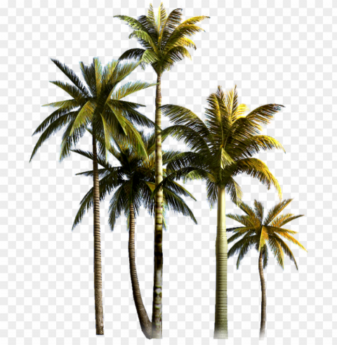hd coconut tree for PNG graphics for presentations