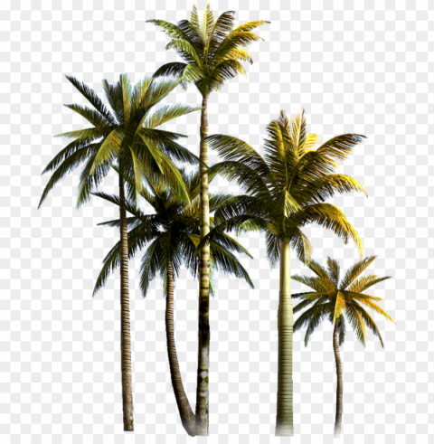 Hd Coconut Tree For PNG Graphics For Presentations