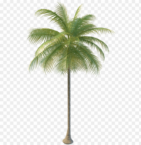 coconut tree png images Clear background PNGs