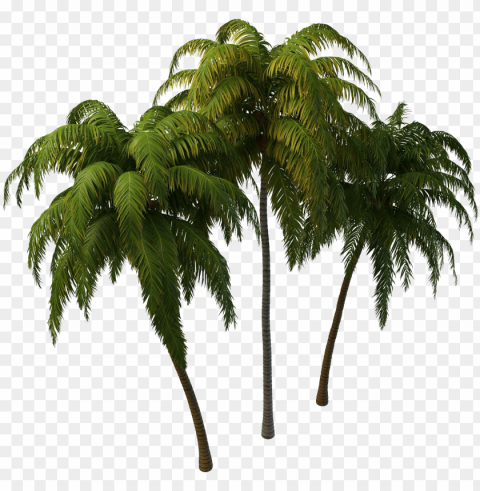 coconut tree photos - transparent coconut tree PNG images with clear backgrounds
