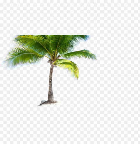 coconut tree picture - hd coconut tree PNG Isolated Subject with Transparency