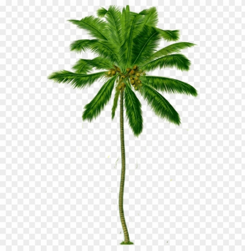 coconut tree transparent background - coconut tree image PNG images with cutout