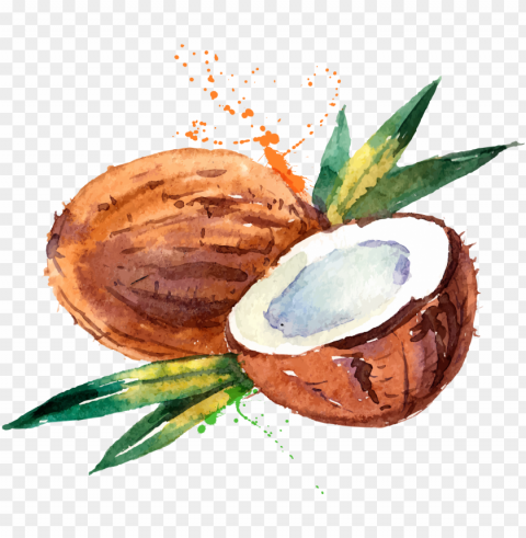 coconut water coconut milk watercolor painting - watercolor coconut PNG file with no watermark