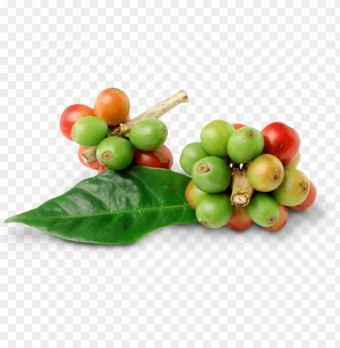 coffee - coffee bean leaf PNG images with no attribution