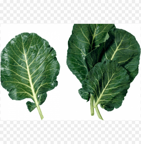 collard greens PNG pictures without background