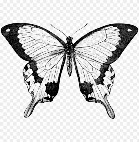 collection of free butterfly drawing nature download - butterfly black and white victorian prints PNG Illustration Isolated on Transparent Backdrop