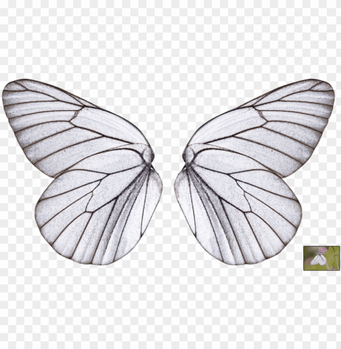 collection of wings transparent butterfly - butterfly wings transparent background Free download PNG with alpha channel extensive images