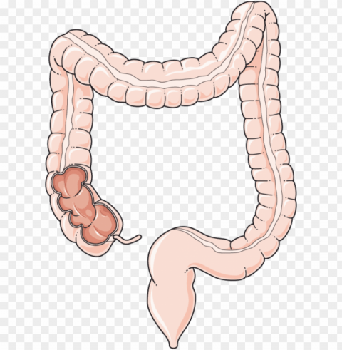 colon - colon PNG design