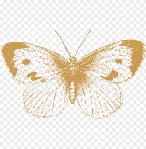 columbia bitters company - butterfly black and white illustratio Clean Background PNG Isolated Art