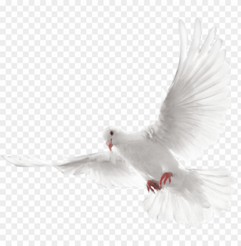 columbidae doves as symbols - holy spirit dove Isolated Artwork in Transparent PNG Format