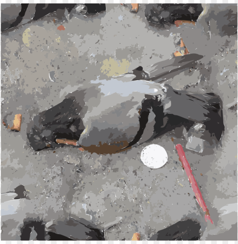 columbidae homing pigeon watercolor painting computer - smoking kills eu Transparent Background PNG Isolated Design