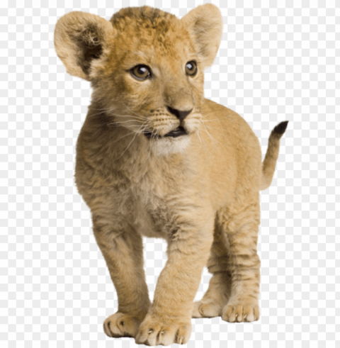 com lion cub by syl - lion baby images hd Transparent PNG picture