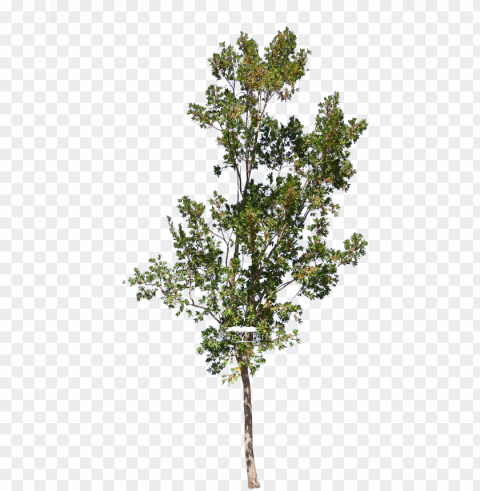 combretum erythrophyllum - tree revit PNG transparent photos assortment