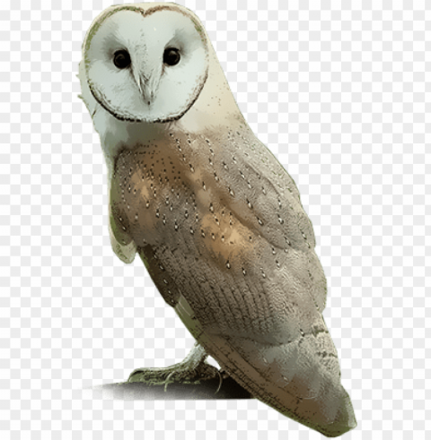 common barn-owl - barn owl PNG transparent photos extensive collection