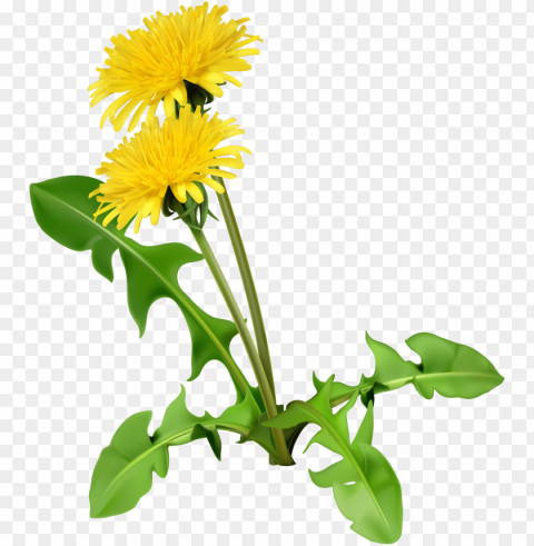 common dandelion dandelion coffee flower seed - dandelion plant HighQuality Transparent PNG Isolation PNG transparent with Clear Background ID ef718c90