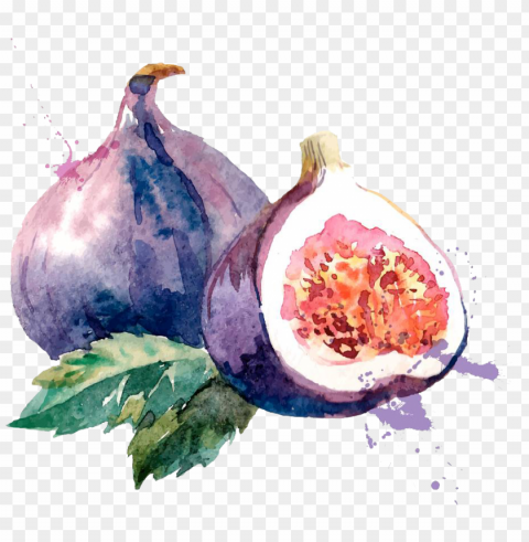 common fig watercolor painting drawing illustration - fig watercolor PNG files with no backdrop wide compilation