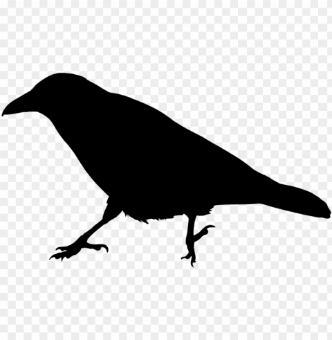 common raven crow family bird silhouette - raven clipart PNG objects