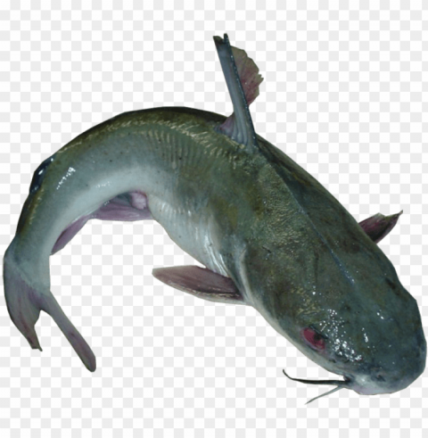 comproductfresh catfish eterobrancus - kamongo fish Transparent Background Isolated PNG Character