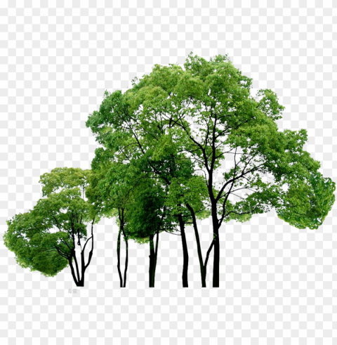computer tree trees file free hq clipart - file trees Isolated Artwork in Transparent PNG