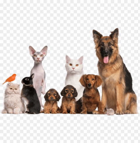 conhe a o animals faa um teste Isolated Subject in Clear Transparent PNG