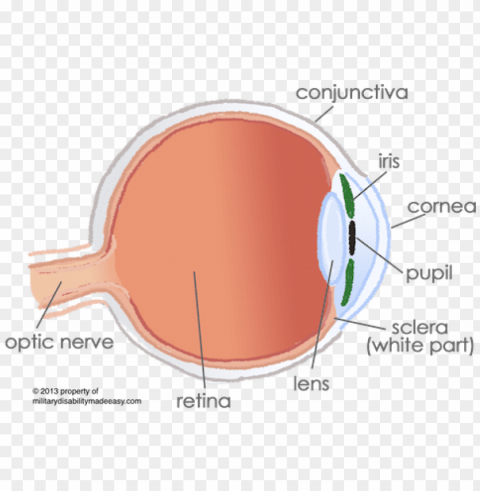 conjunctiva in the eye Transparent Background Isolation in HighQuality PNG PNG transparent with Clear Background ID 87caa31f