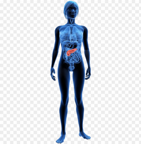 contains digestive enzymes that help to breakdown carbohydrates - female x ray Isolated Character with Clear Background PNG