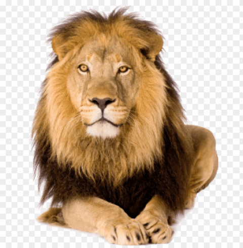 contourhead-lion - lion with white background Transparent PNG picture