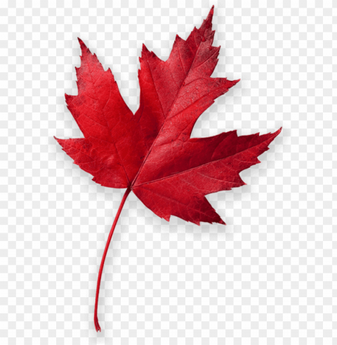 cool mountain air ignites a colorful patchwork of autumn - canada red maple leaf Transparent Background Isolated PNG Design