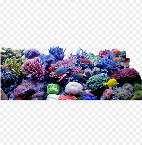 coral reef clipart - coral reef transparent PNG with no background free download