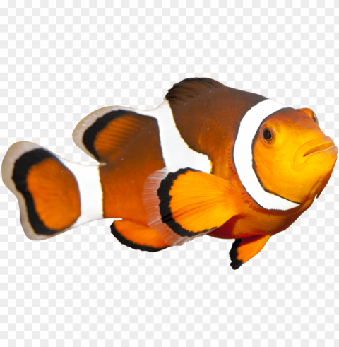 coral reef fish PNG images with transparent elements pack