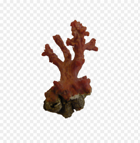 corals Isolated Graphic in Transparent PNG Format