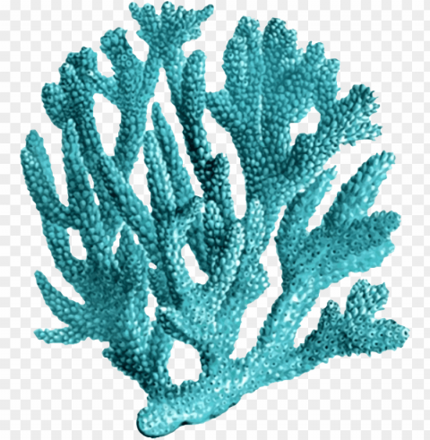 corals Isolated Graphic with Clear Background PNG