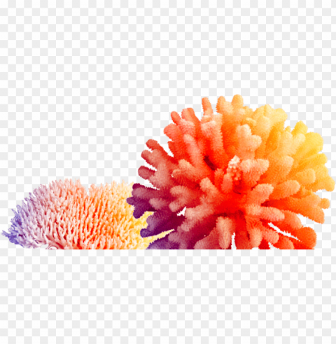 corals Isolated Graphic with Transparent Background PNG