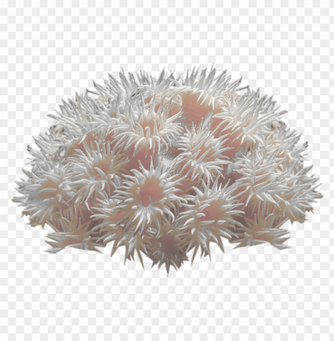 corals Isolated Illustration on Transparent PNG