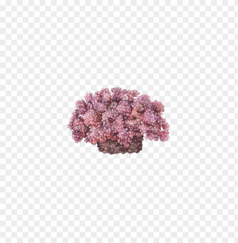 corals Isolated Illustration with Clear Background PNG