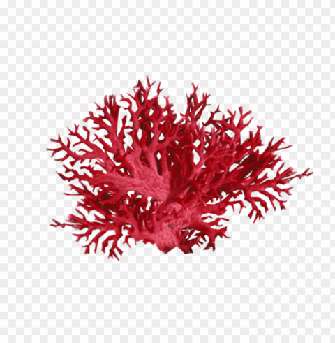 corals Isolated Item in HighQuality Transparent PNG